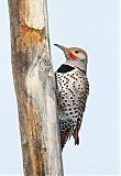 Northern Flicker